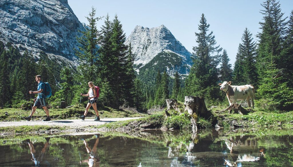 Wandern und Kühe